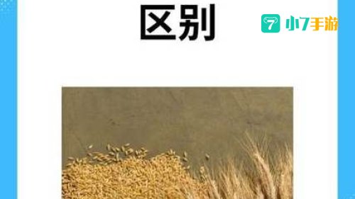 小麦大麦等禾本科作物的芒能减少